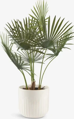 JAKOBPlanta artificial JAKOB A73cm verde