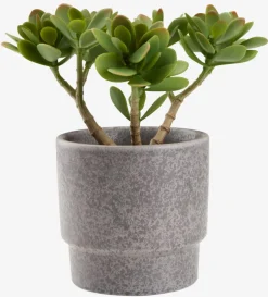 JOSTEINPlanta artificial JOSTEIN A23cm Crassula ovata
